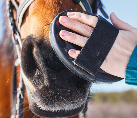 pferd pferdepflege banner c